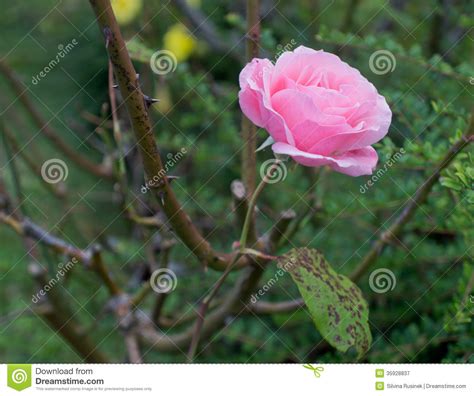 Pink Rose Stock Image Image Of Blooming Rose Leaf 35928837