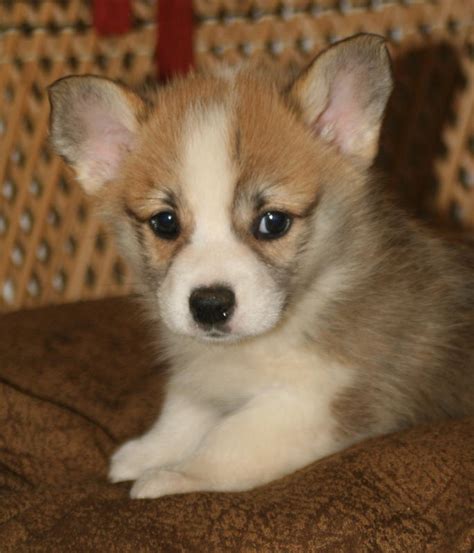 The goals and purposes of this breed standard include: Noble Hearts Pembroke Welsh Corgi Breeder Puppies for sale