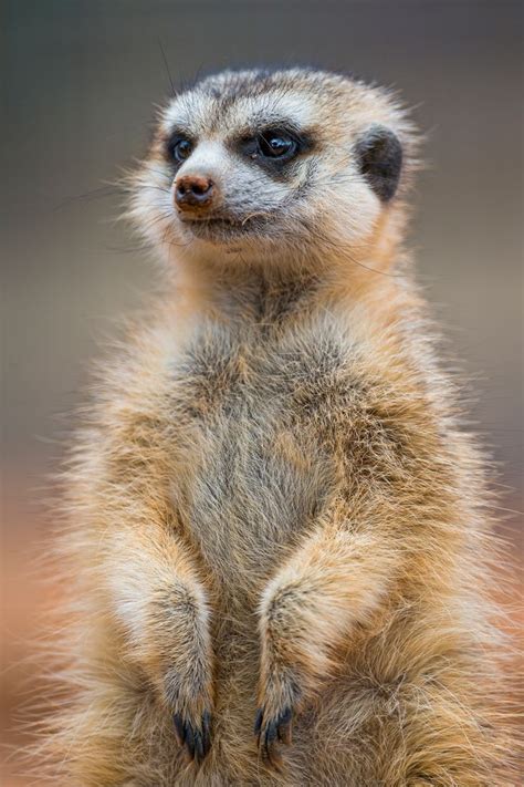 Nice Fluffy Meerkat Meerkat South Africa Wildlife Fluffy Animals