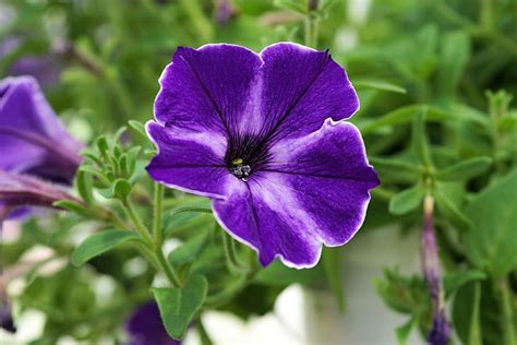 Close Up Photography Purple Petunia Flower Blossom Bloom Plant