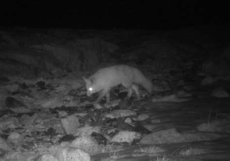 Rare Sierra Nevada red fox spotted in southern Sierra area for first