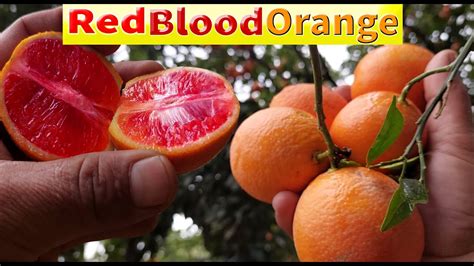 Reb Blood Orange Blood Oranges Or Red Oranges Red Blood Orange