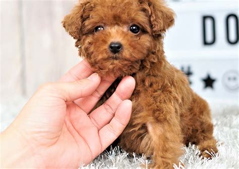 Twinkle The Teacup Poodle 3300 Top Dog Puppies