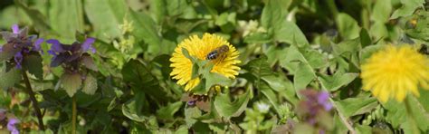 Include manufacturing or supplying a product according to the requirement or specification of a customer by using material purchased from a person, other than such customer or associate of such customer. Noxious Weeds Program | Utah Department of Agriculture and ...