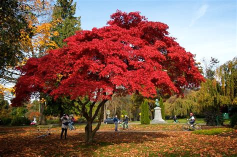 Bright Red Leaves On Tree Fall Colors Red Leaves Vancouver By