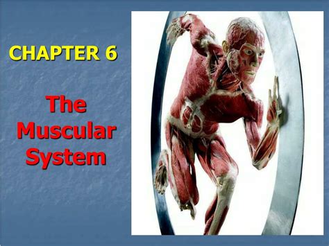 Ppt Chapter 6 The Muscular System Powerpoint Presentation Free