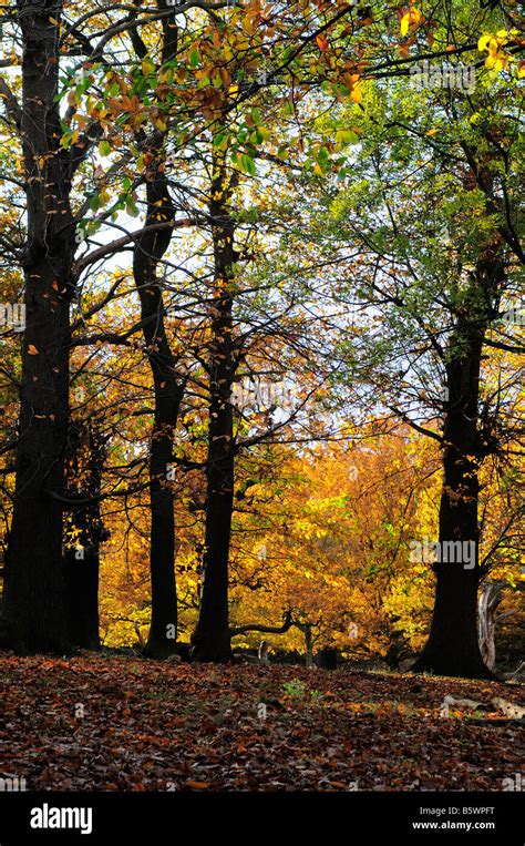 Autumn Trees And Fallen Leaves In Richmond Park Richmond Upon Thames