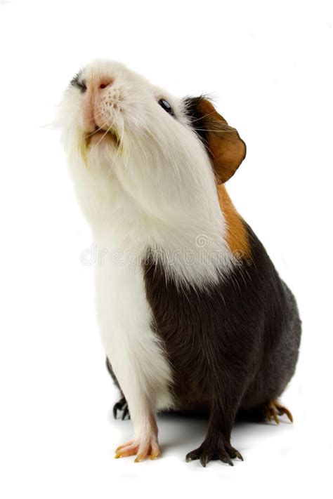 Guinea Pig Pet Animal Isolated On White Stock Photo Image Of Rodent