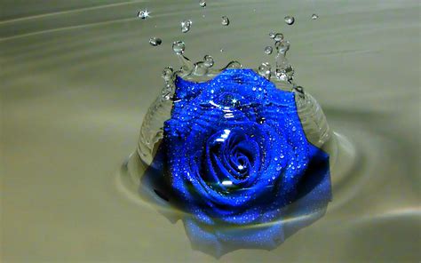 วอลเปเปอร์ดอกกุหลาบสีน้ำเงิน ภาพพื้นหลัง Hd ภาพถ่าย รูปภาพ Yl