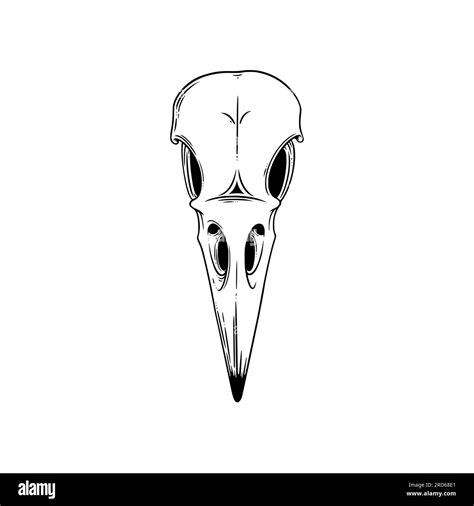 Skeleton bird drawing hi-res stock photography and images - Alamy