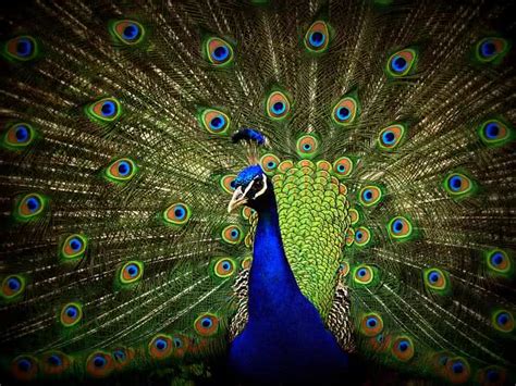 Most Stunning And Beautiful Birds In The World To Make Your Day Do