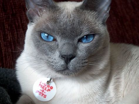 Check spelling or type a new query. Gambar Kucing Comel Cute: Gambar Kucing Cantik Warna ...