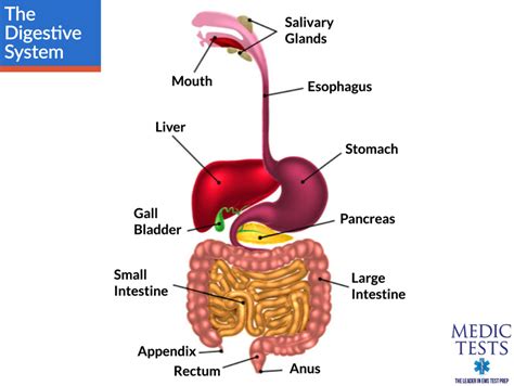 This article covers the anatomy of the digestive system, its organs, functions, and clinical aspects. Medical - Basic Anatomy and Physiology - The Digestive ...