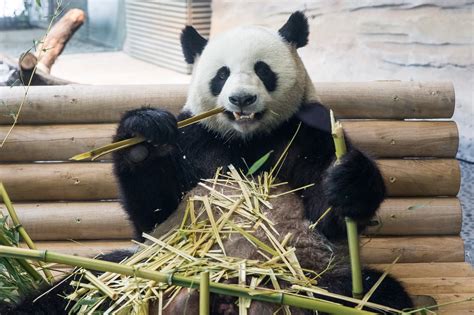 Panda Garden Wird Eröffnet Zoo Berlin