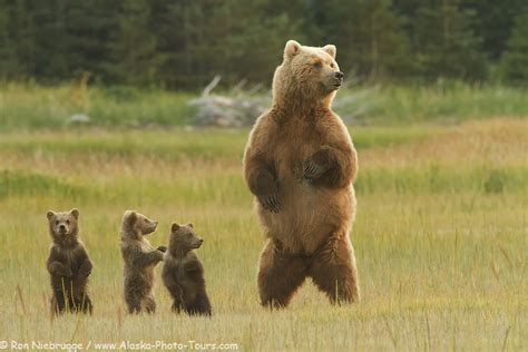 Alaska Bear Photo Tour Opening Photo Blog Niebrugge Images