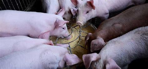 La Crianza De Cerdos Debe Efectuarse Con Prácticas De Bioseguridad
