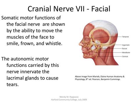 Ppt Cranial Nerves Powerpoint Presentation Id