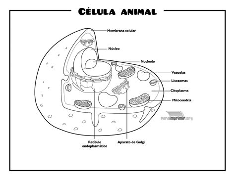 Celula Animal Para Colorear Sketch Coloring Page