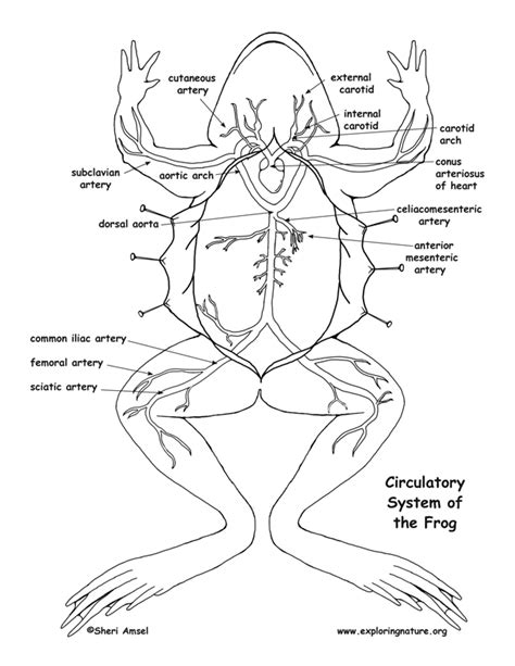 Frog Circulatory System Diagram And Labeling