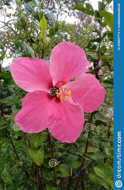 A Red Hibiscus Flower Is Bloomed Nicely In The Garden Stock Photo