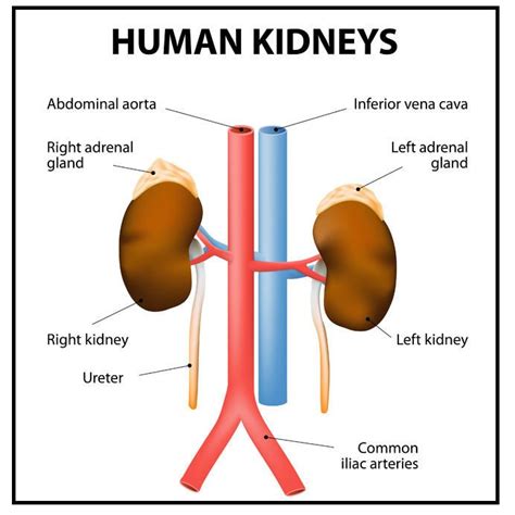 Diagram Diagram Of Kidney Organs Mydiagramonline