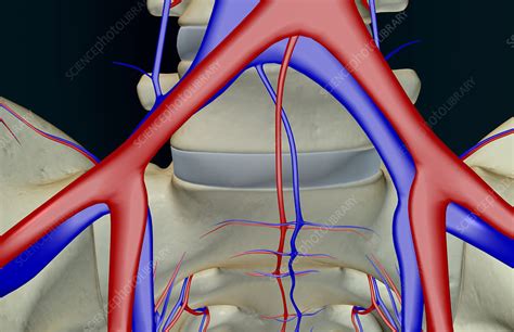 The Blood Vessels Of The Pelvis Stock Image F0018051 Science