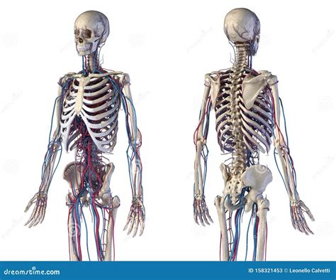Human Body Anatomy Skeleton With Veins And Arteries Front And Back