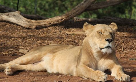 Our lioness Niribi savouring some glorious morning sun. Photo - Meaghan Crozier | Melbourne zoo 
