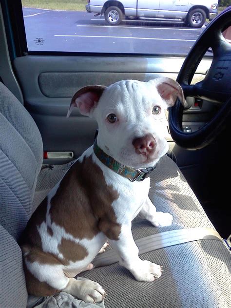 When do puppies most often open their eyes? 19 Reasons Why Pit Bull Puppies Are The Most Dangerous Creatures On Earth