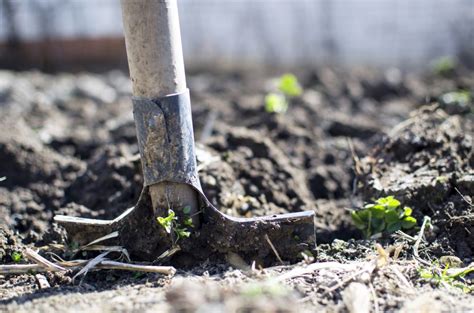 Maybe you would like to learn more about one of these? Boom planten advies tips en bomen