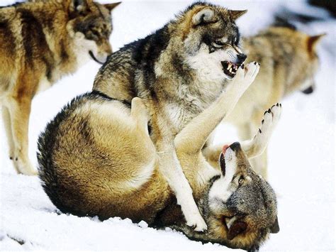 Angry Black Wolf With Red Eyes Profile Picture - Jutawan Wallpaper