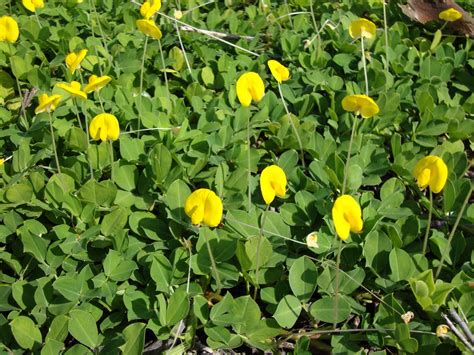 It is known for its showy flowers that bloom in the early summer through fall. Around Grandma's Table: Florida Wildflowers Part 1