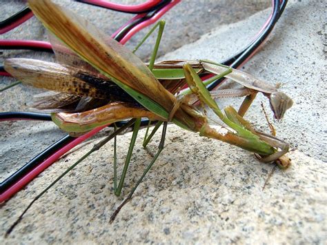 Confessions Of A Lepidoterist Praying Mantis The Insect Yakuza