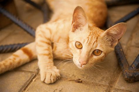 Free Stock Photo Of Brown Eyes Cat Ginger Cat