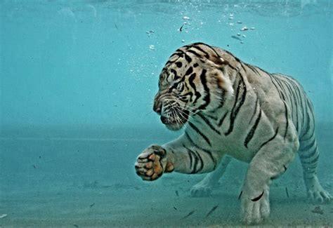 White Tiger Who Loves To Eat His Meal Underwater 2018 This Blog Rules