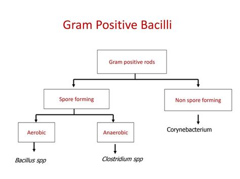 Gram Positive Spore Forming Bacilli