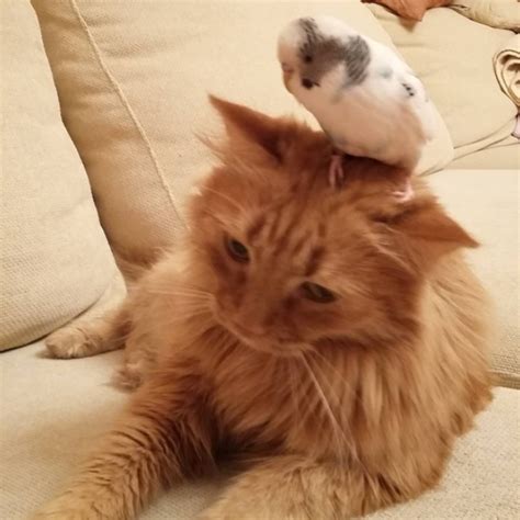 Cat And Bird Who Are Best Friends Kittens Cutest Cats And Kittens