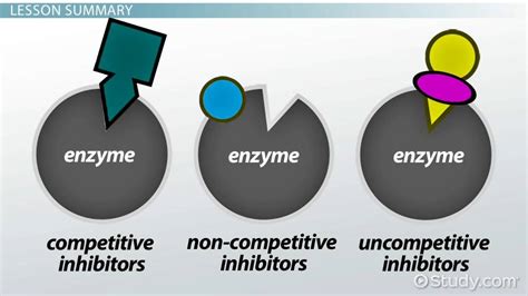 Enzyme Inhibitor Definition And Examples Video And Lesson Transcript