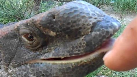 Giant Monitor Lizard Trys To Bite Hand Youtube