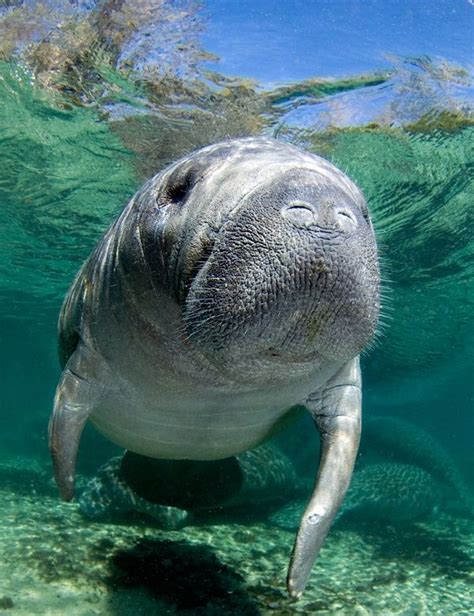 Swimming With Manatees In The Crystal River Florida Cutest Face Ever