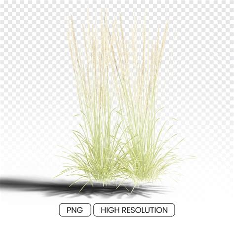 Premium Psd Realistic 3d Long Meadow Grass Transparent Without Shadow
