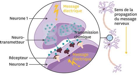 Une Illustration Dune Synapse Entre Deux Neurones