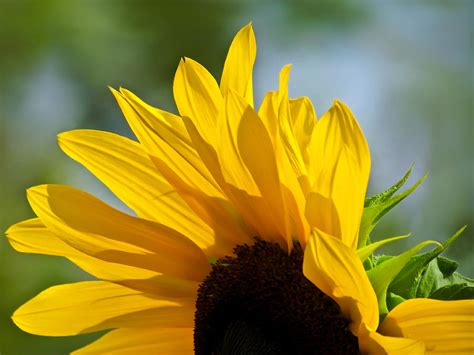 Sunny Sunflower Photograph By Eva Kondzialkiewicz Fine Art America