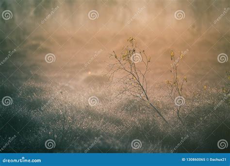 A Beautiful Misty Landscape Of A Fall In Wetlands Autumn Landscape In