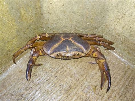 Indian River Crab Photo About Indian Seafood Food Wildlife Crab