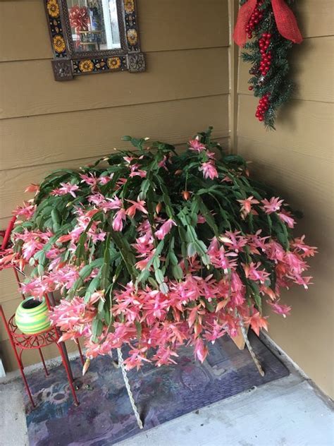 You can tell if the roots are too big for the container when. Learn what to do with a root bound Christmas Cactus at ...