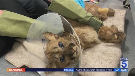 Orphaned And Emaciated Mountain Lion Cub Rescued Treated At Oakland