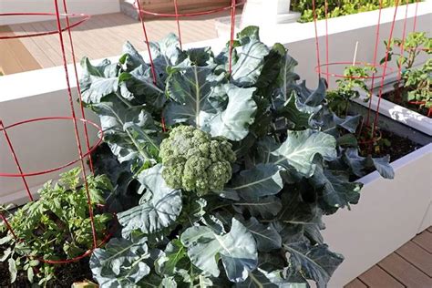 How To Grow Broccoli In Pots Growing Broccoli Growing Vegetables