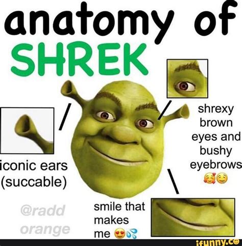 Anatomy Of Shrek Shrexy Brown Eyes And Bushy Iconic Ears Eyebrows