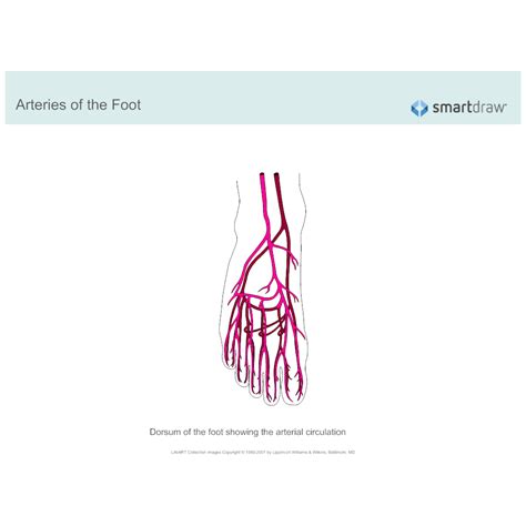 Arteries Of The Foot